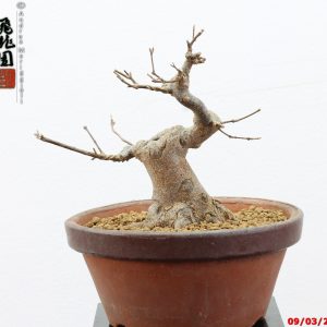 Acer buergerianum shohin