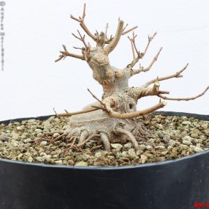 Acer buergerianum shohin
