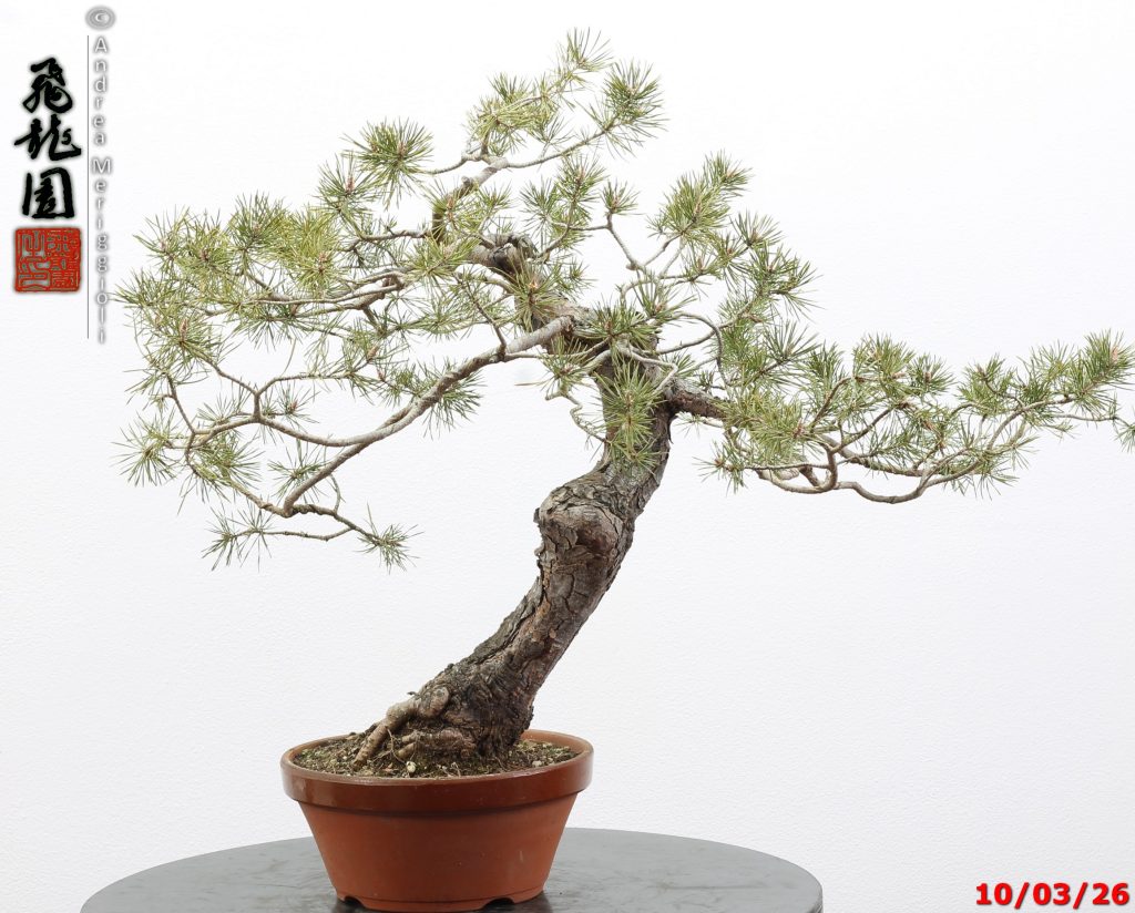 Pinus sylvestris
