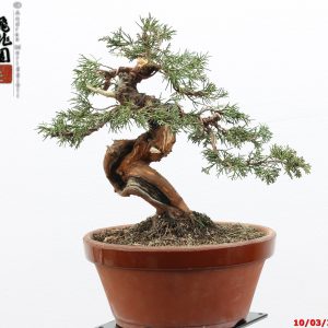 Juniperus itoigawa shohin
