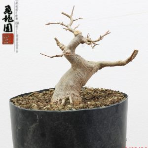 Acer buergerianum shohin