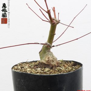 Acer palmatum shohin