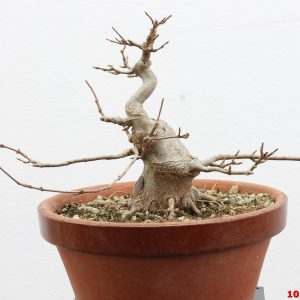Acer buergerianum shohin