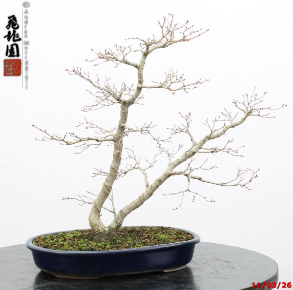 Acer palmatum katsura  Hiryuen