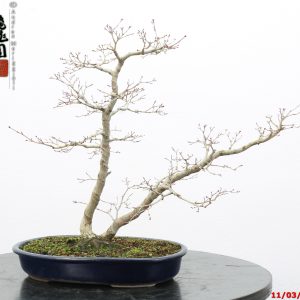 Acer palmatum