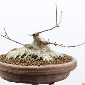 Acer buergerianum shohin