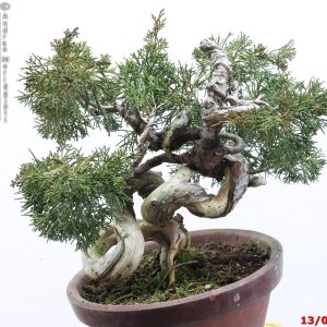 Juniperus itoigawa shohin