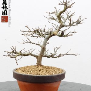 Acer buergerianum