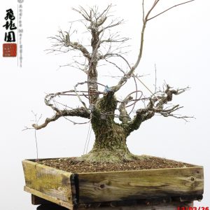 Acer palmatum arakawa