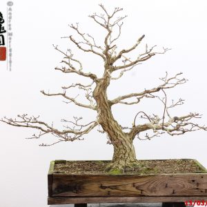 Acer palmatum itaya
