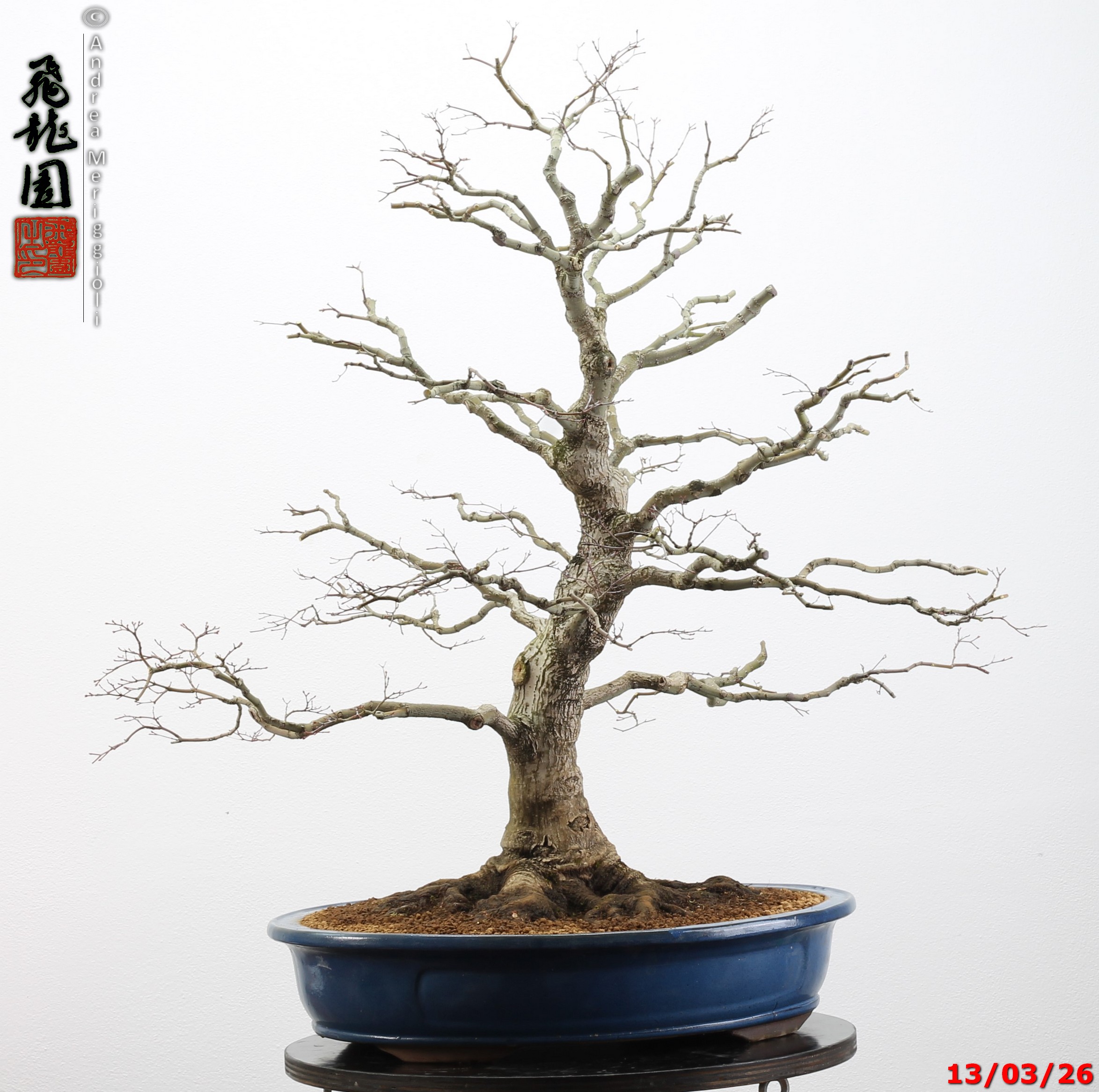 Acer palmatum - immagine 19