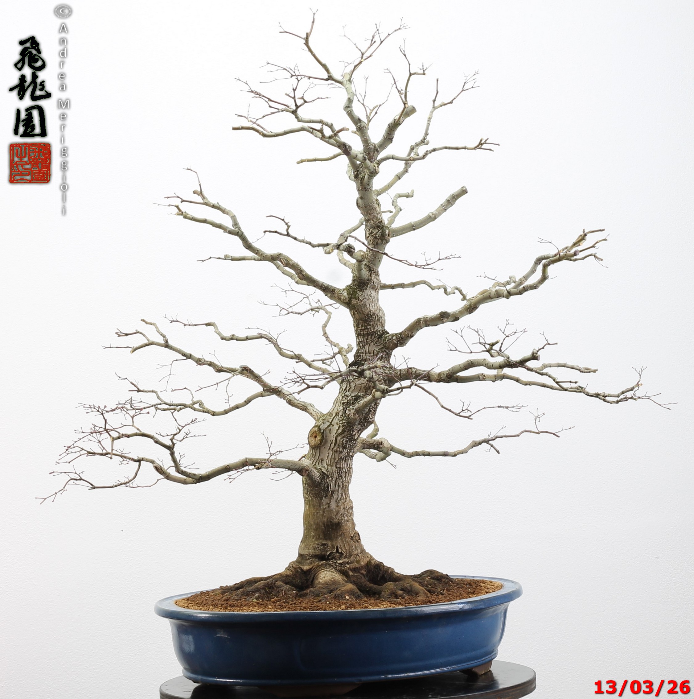Acer palmatum - immagine 18