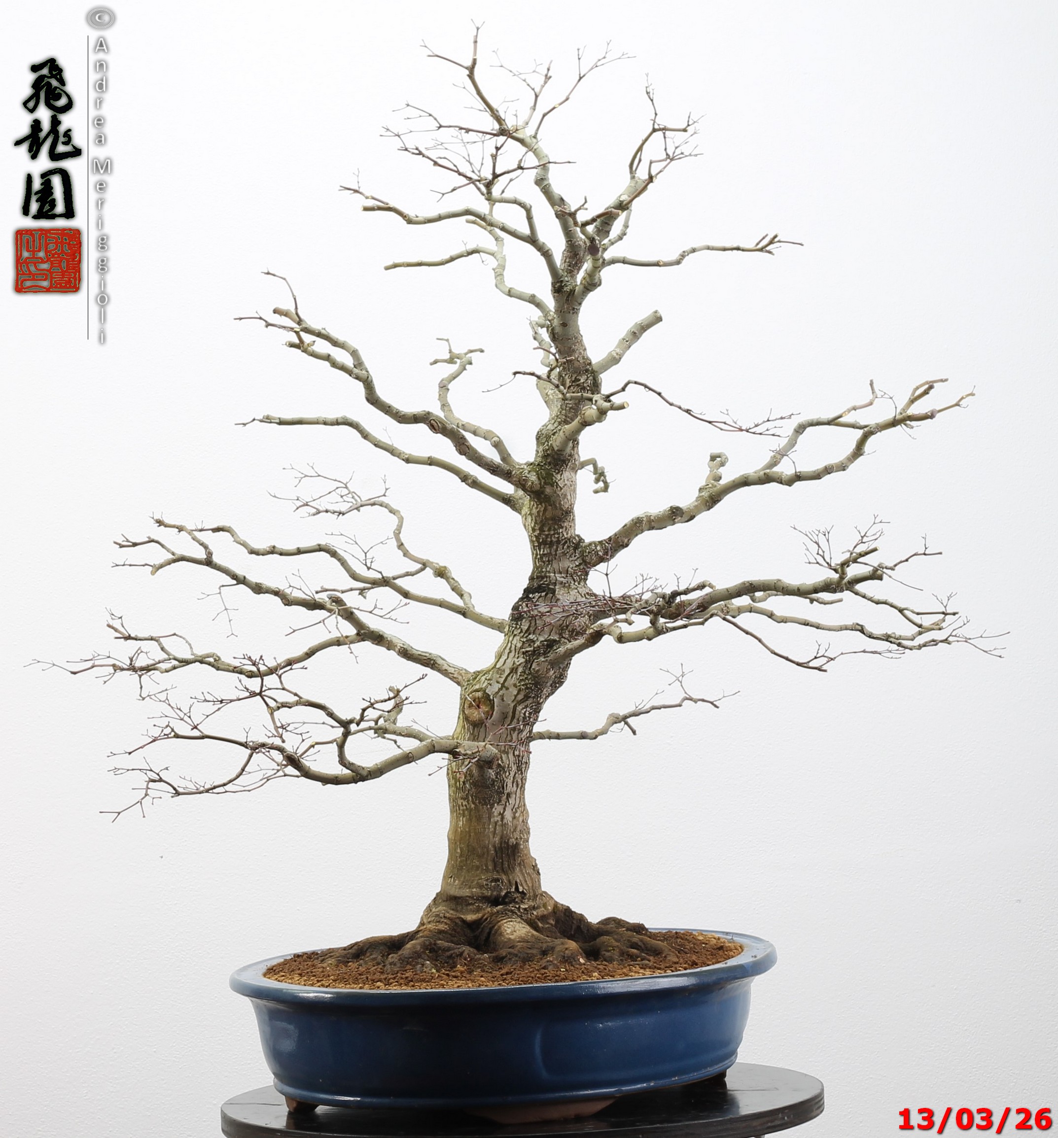 Acer palmatum - immagine 17