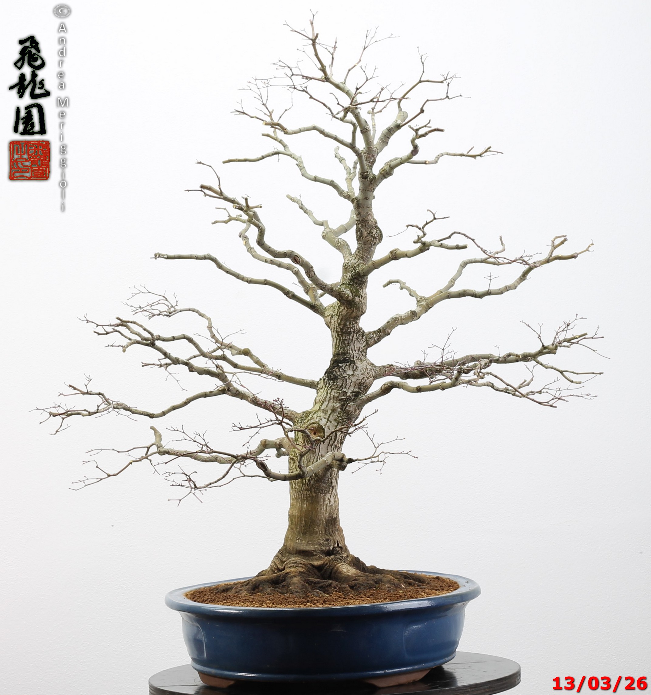 Acer palmatum - immagine 16
