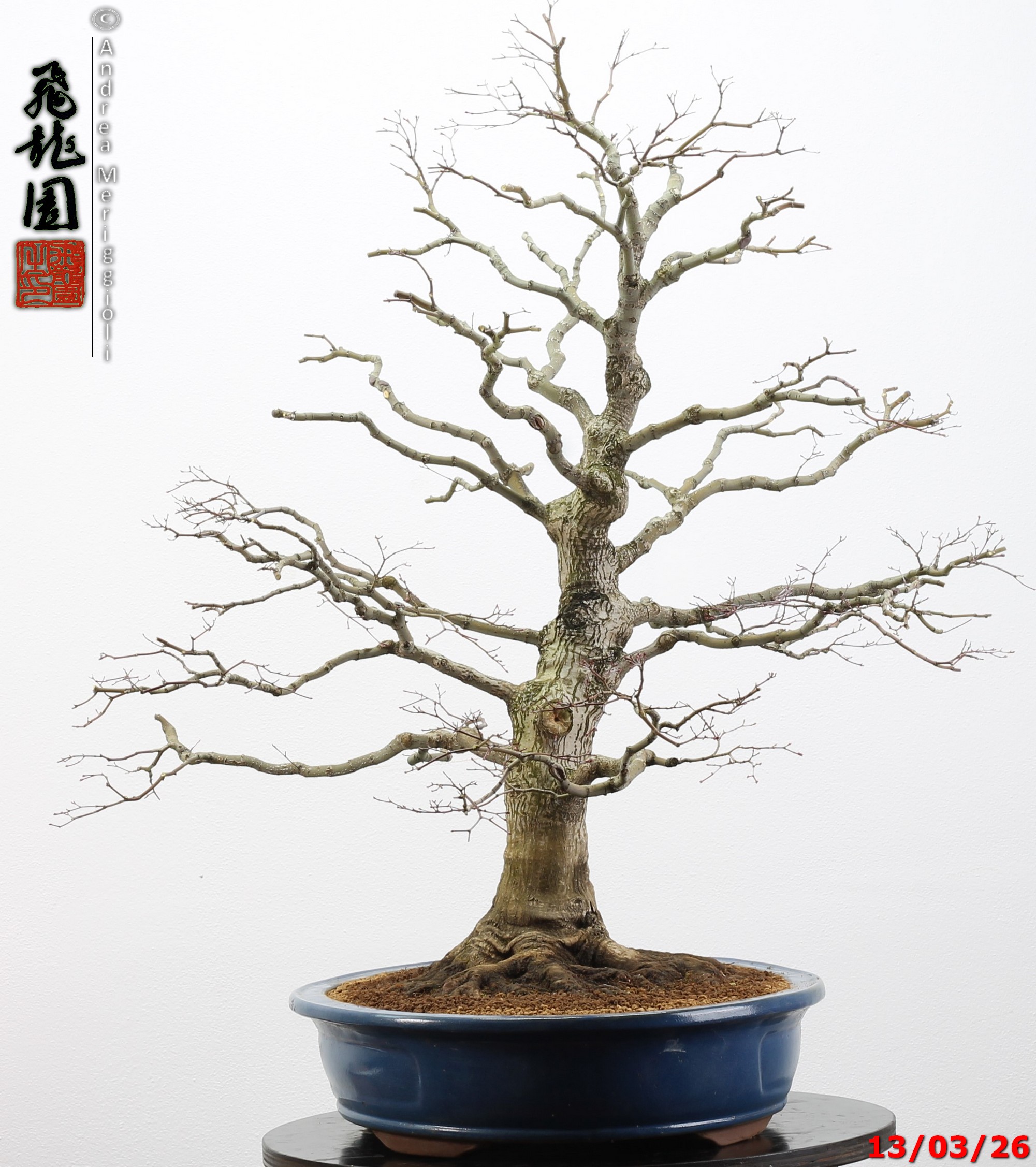 Acer palmatum - immagine 15