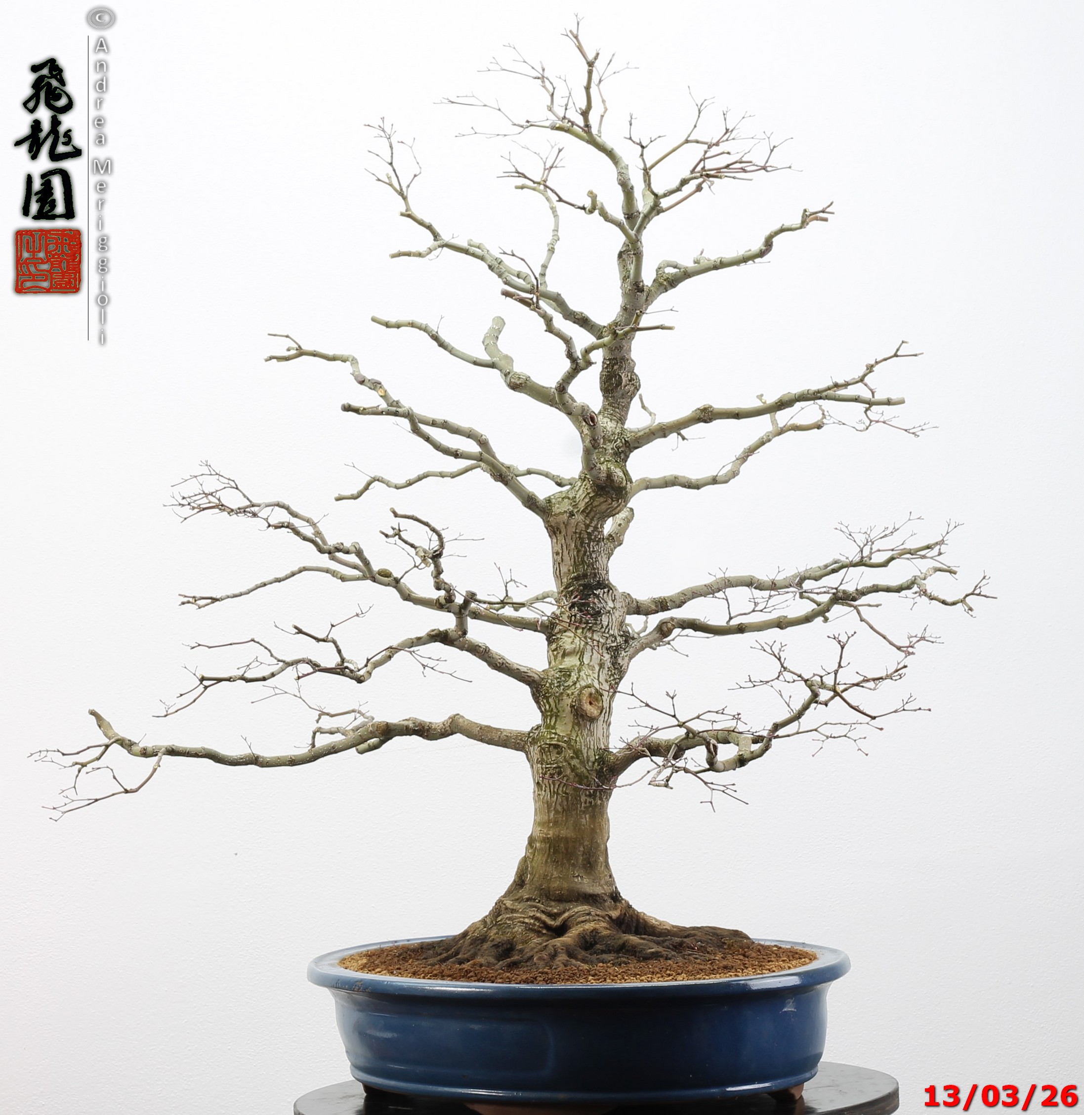 Acer palmatum - immagine 14