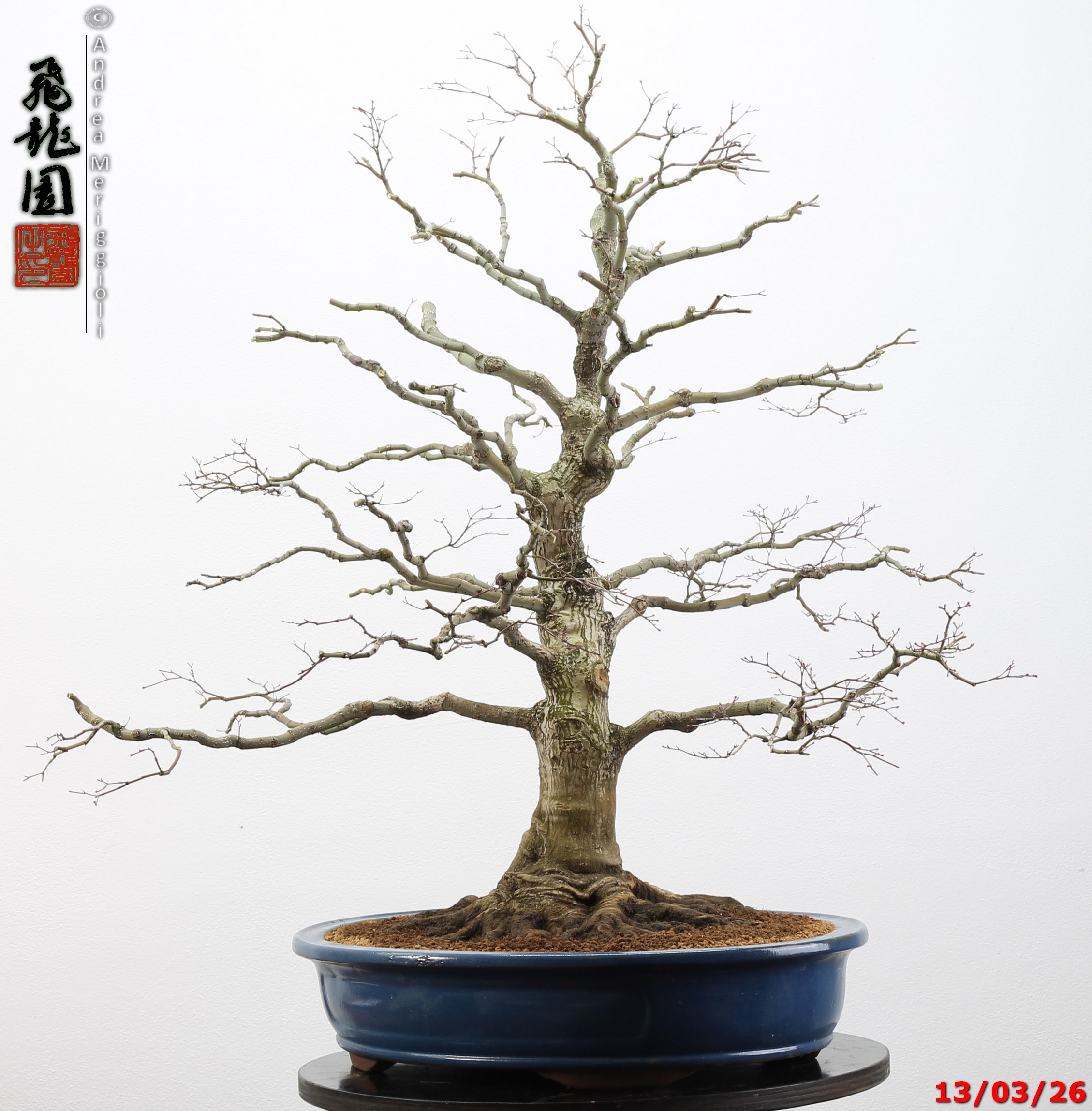 Acer palmatum - immagine 13