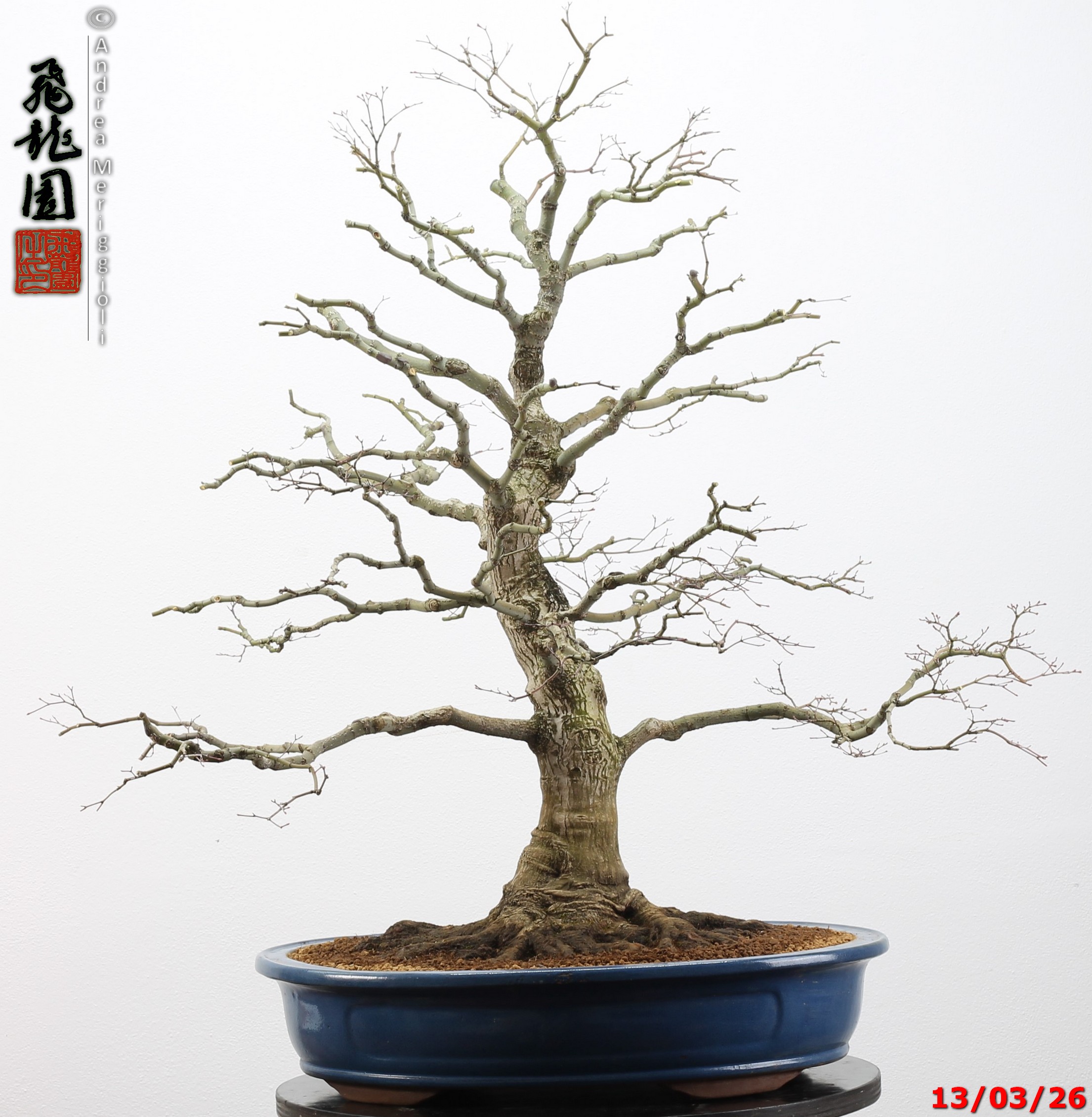 Acer palmatum - immagine 11