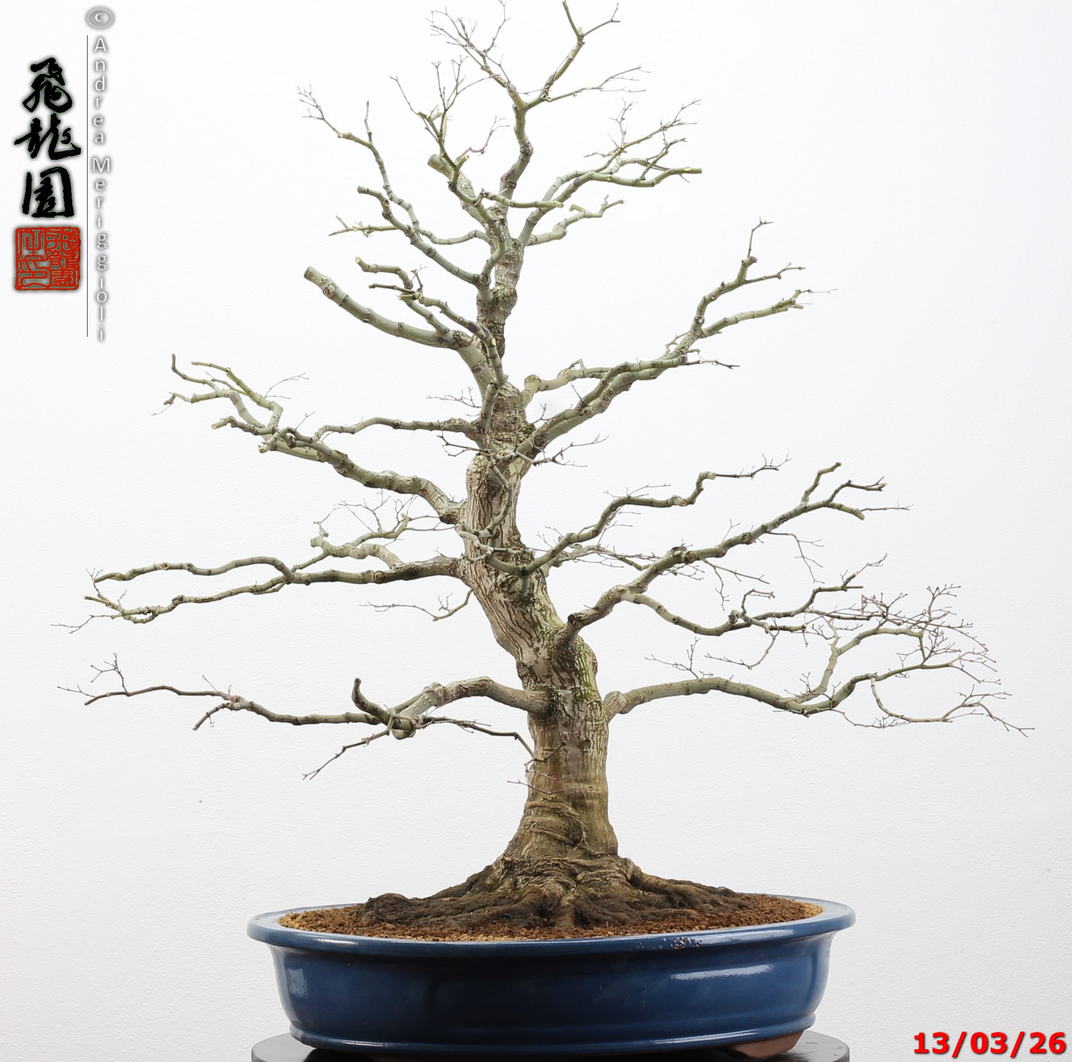 Acer palmatum - immagine 9
