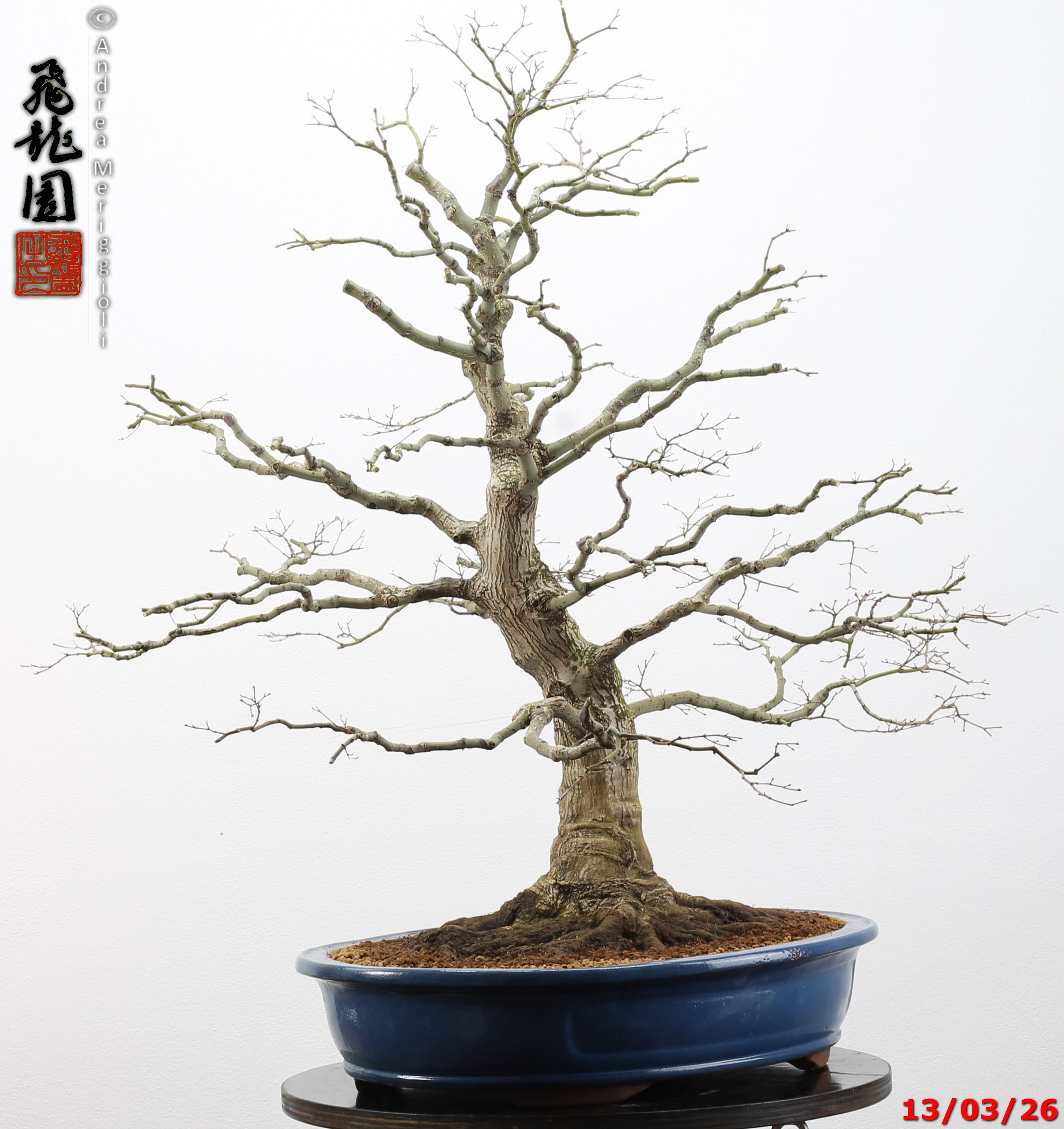 Acer palmatum - immagine 8