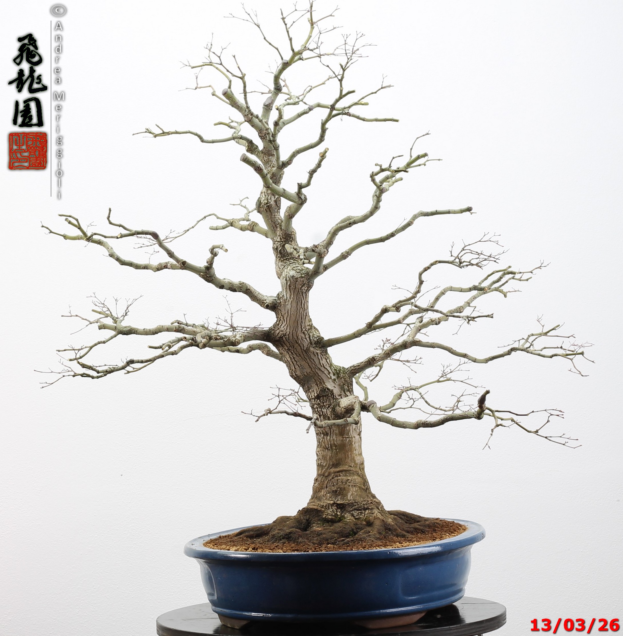 Acer palmatum - immagine 7
