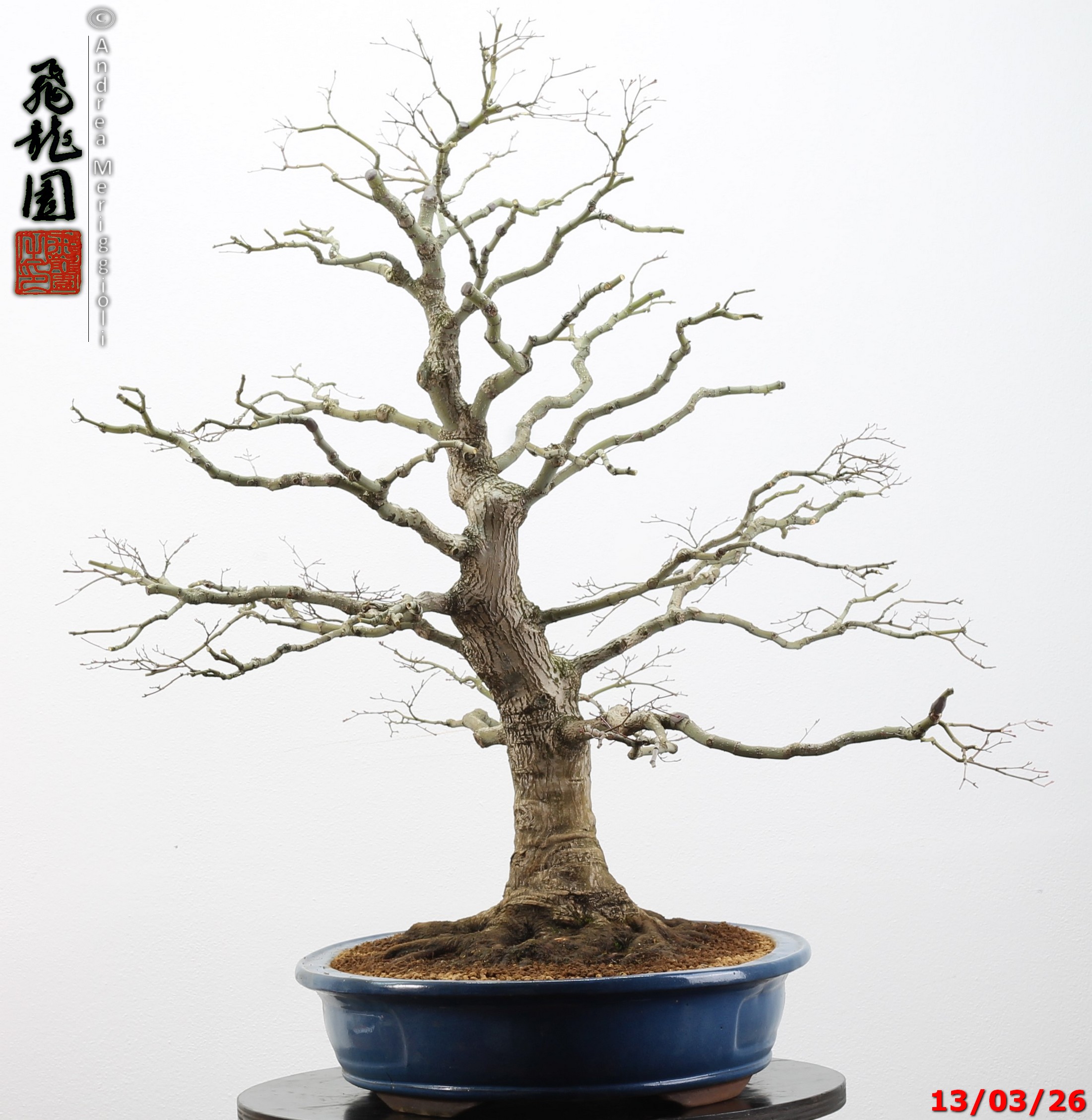 Acer palmatum - immagine 6