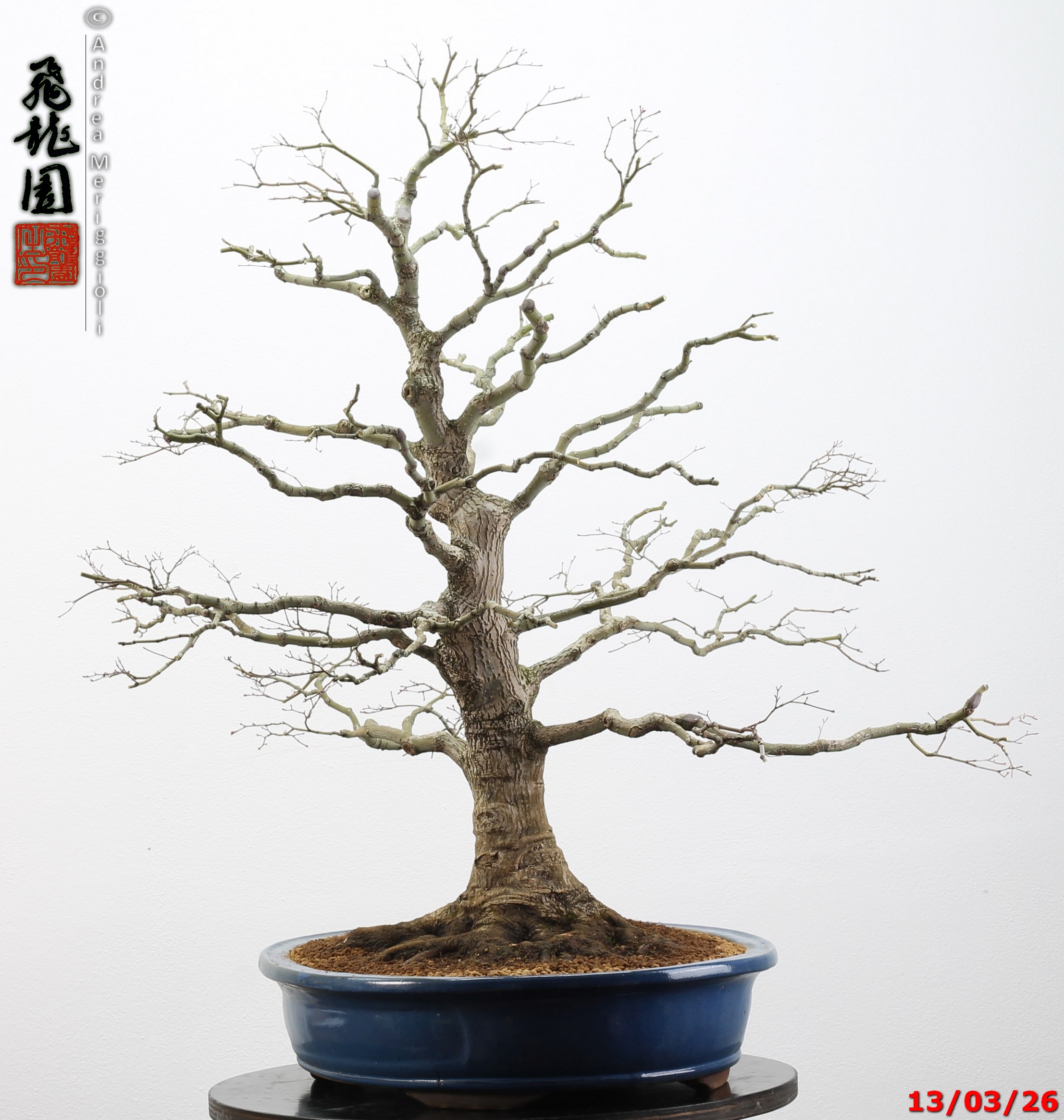 Acer palmatum - immagine 5