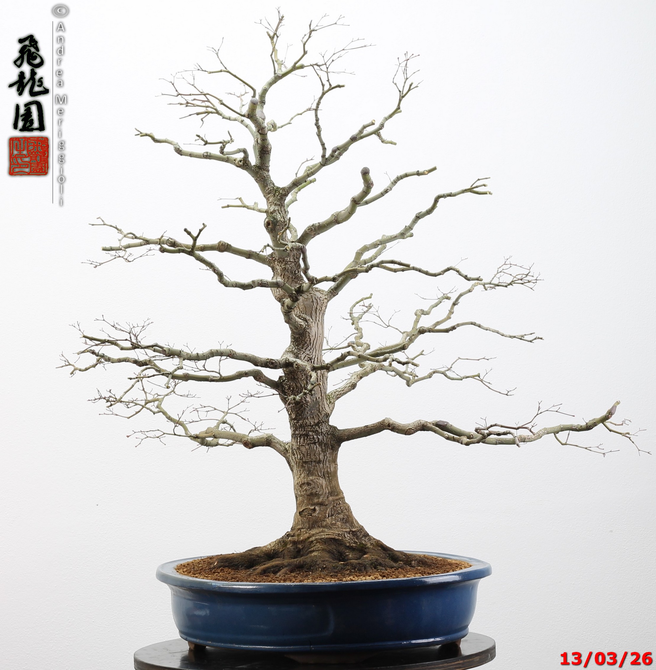 Acer palmatum - immagine 4
