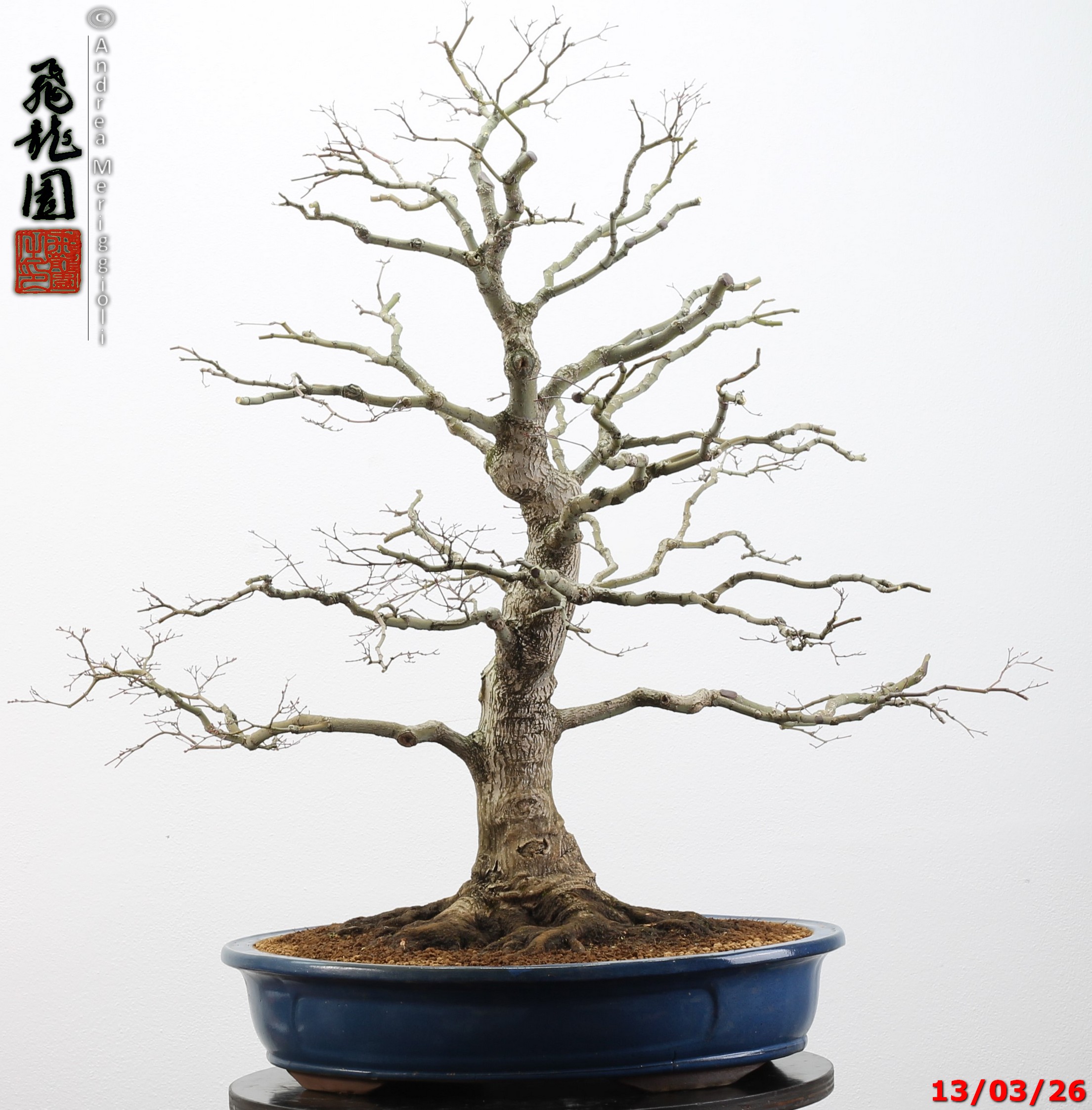 Acer palmatum - immagine 2