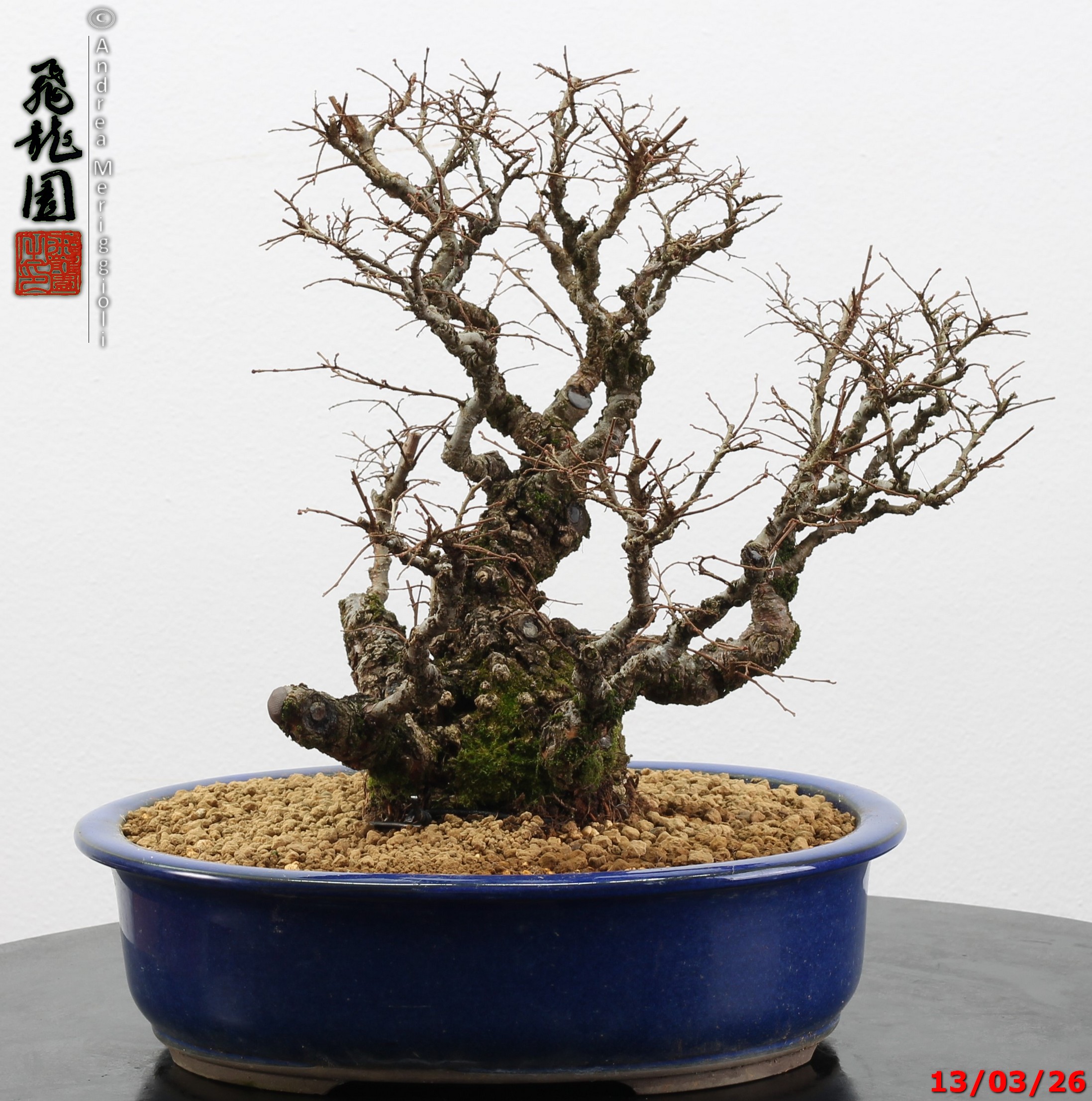 Ulmus parvifolia Nirekeyaki - immagine 13