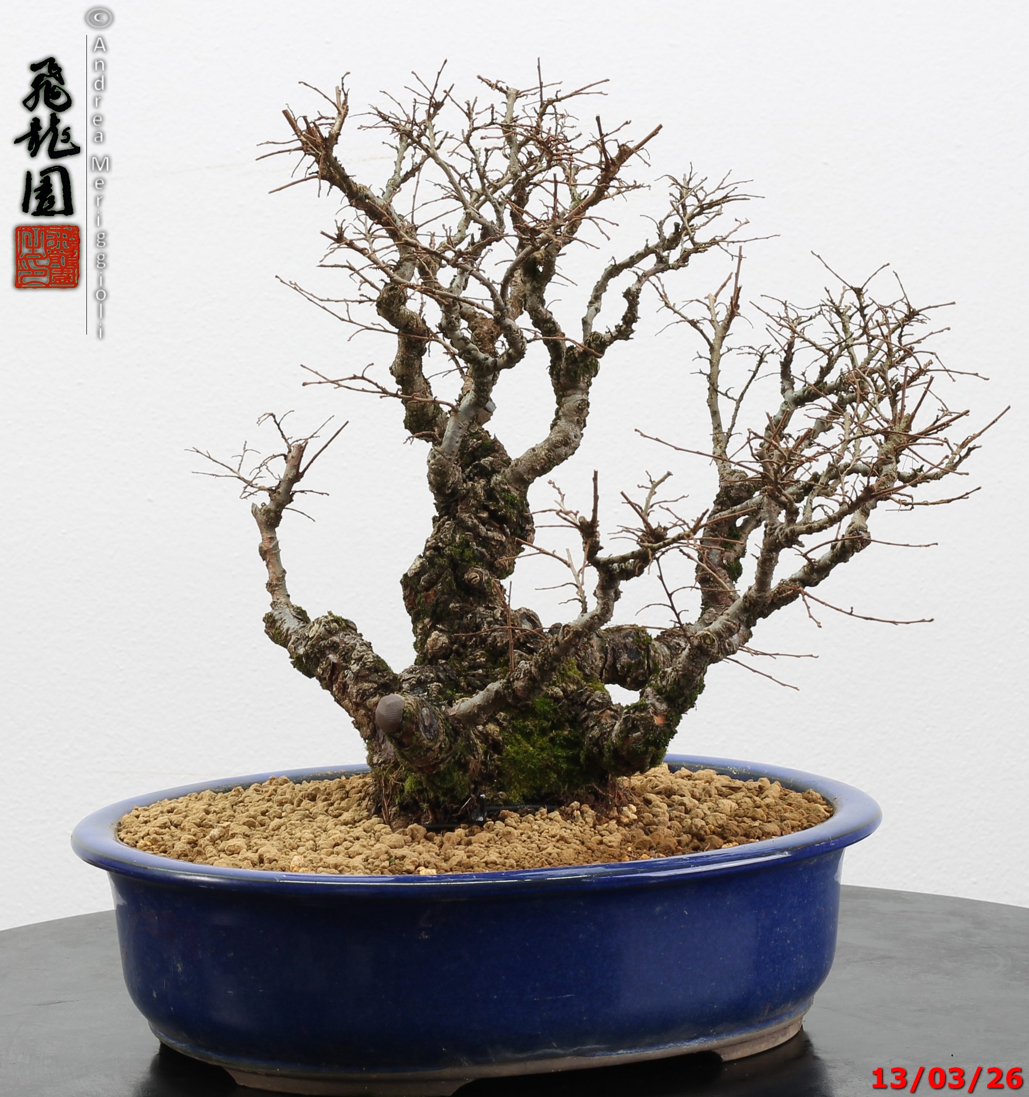 Ulmus parvifolia Nirekeyaki - immagine 12