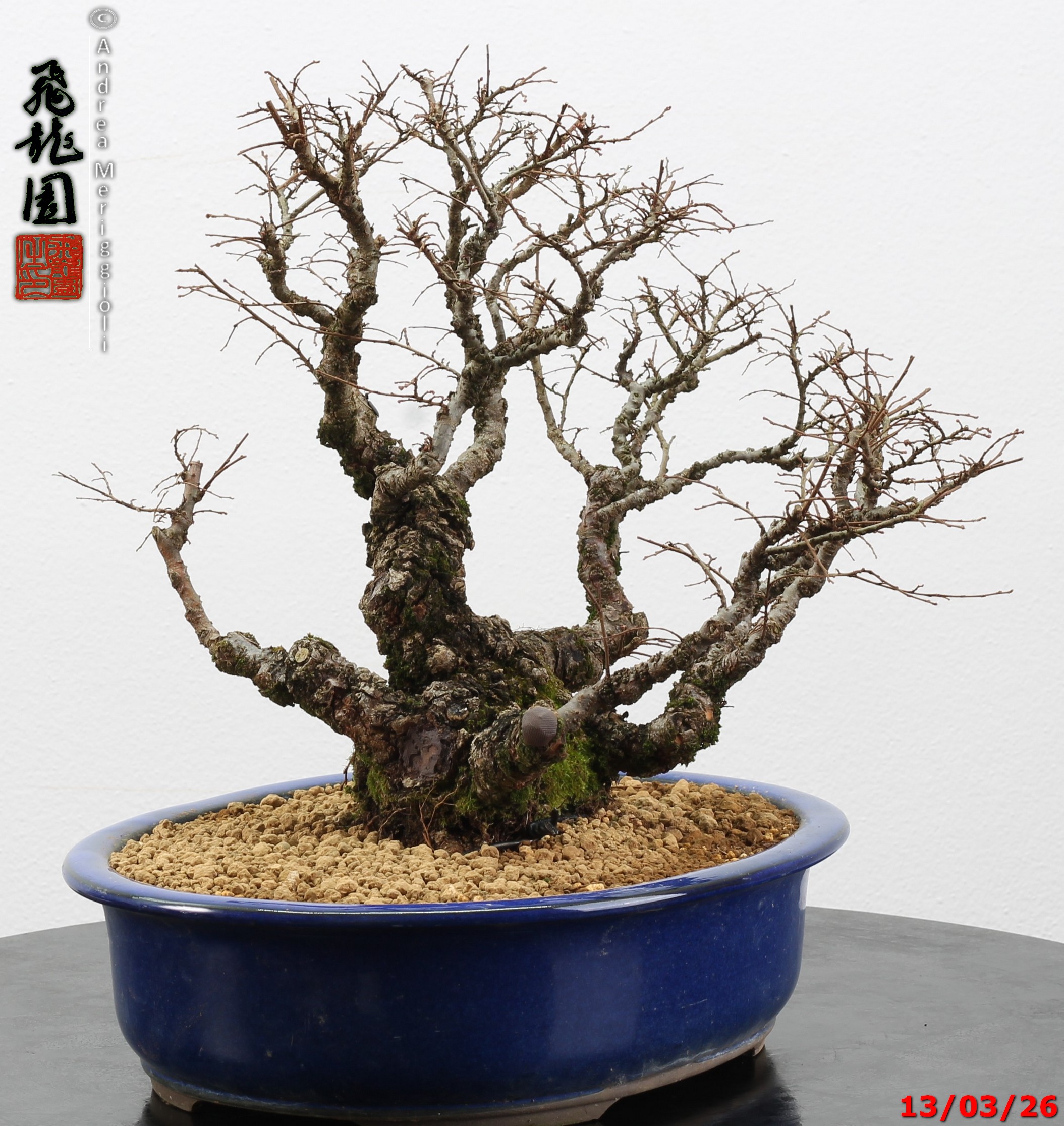 Ulmus parvifolia Nirekeyaki - immagine 11