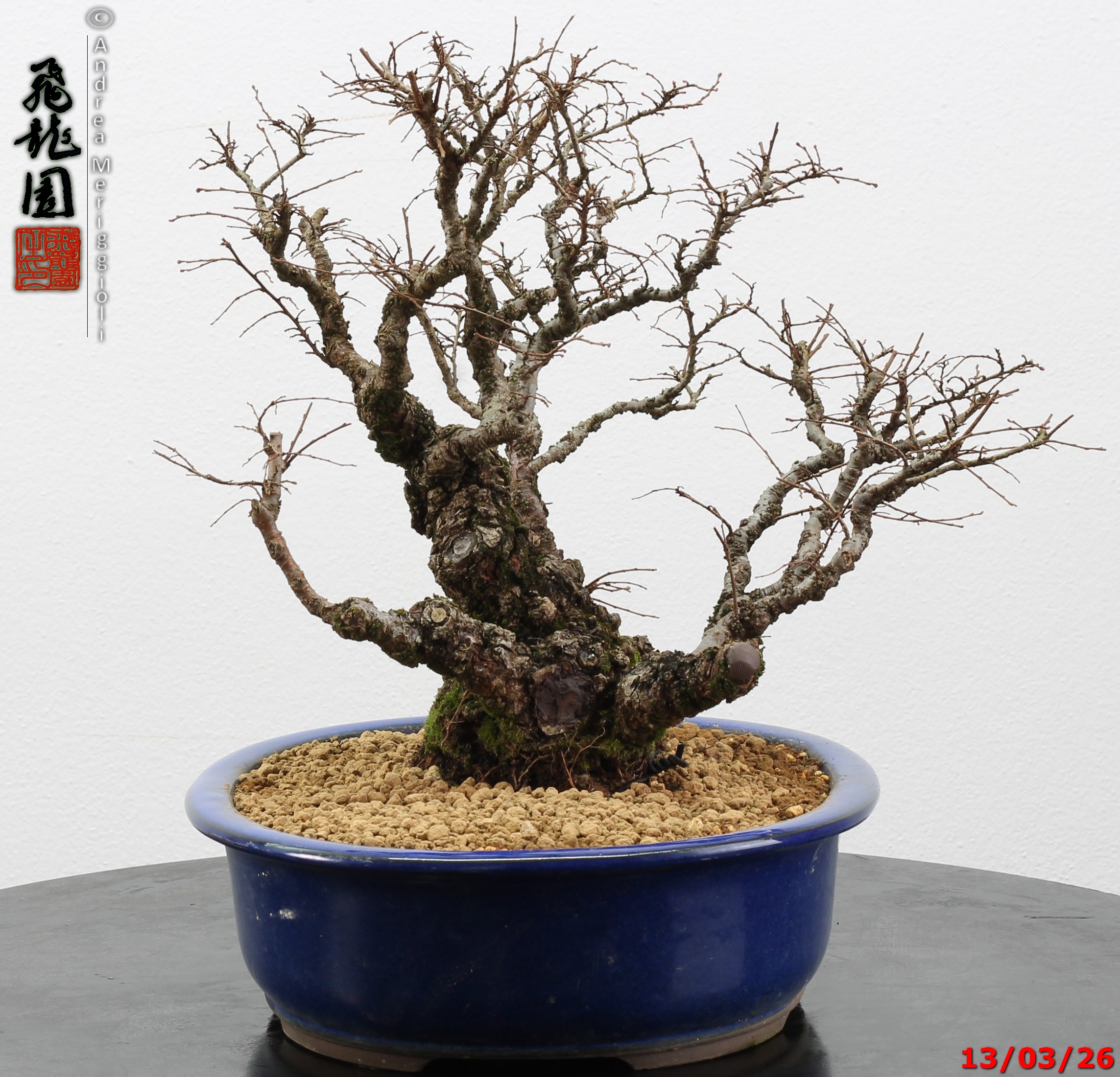 Ulmus parvifolia Nirekeyaki - immagine 10