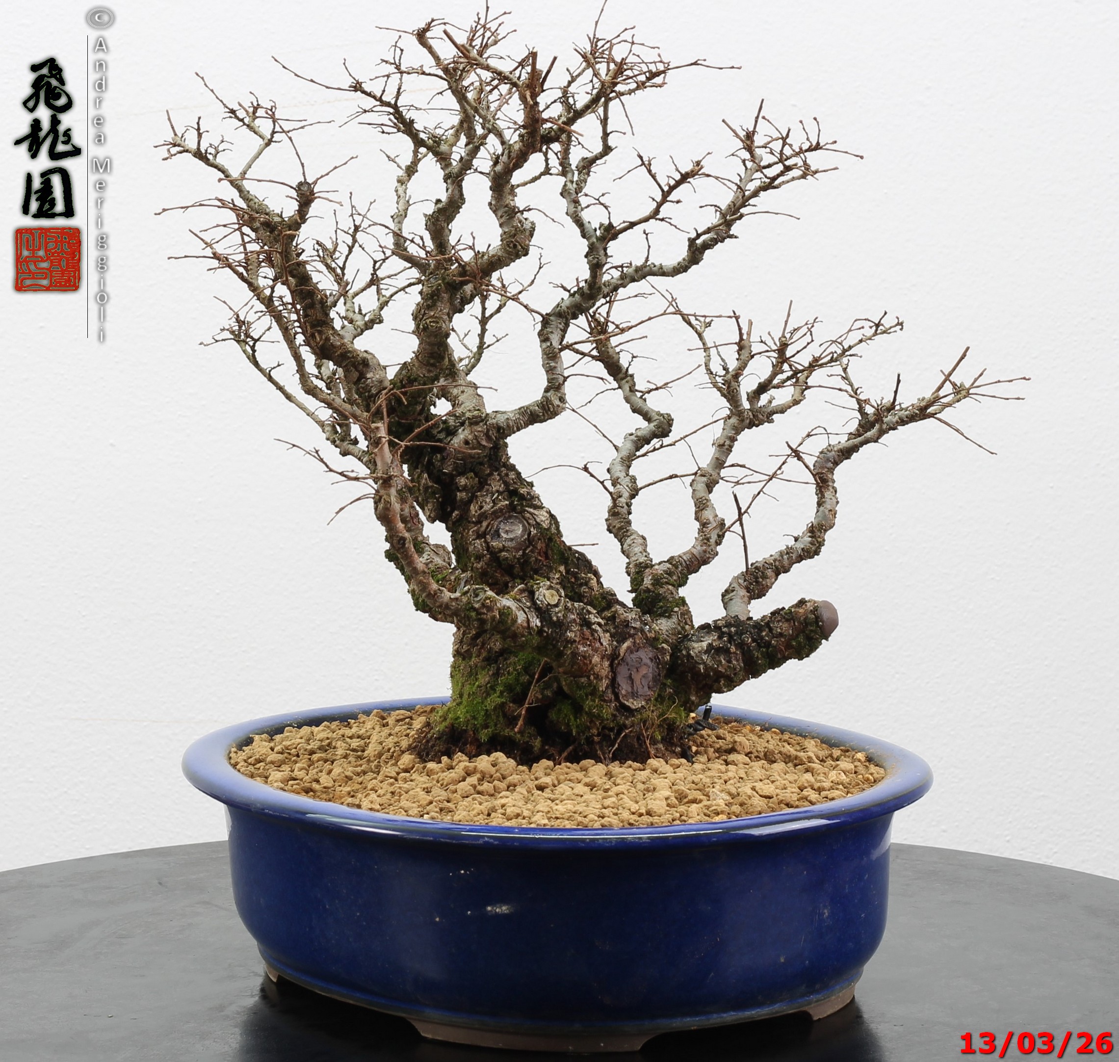 Ulmus parvifolia Nirekeyaki - immagine 9