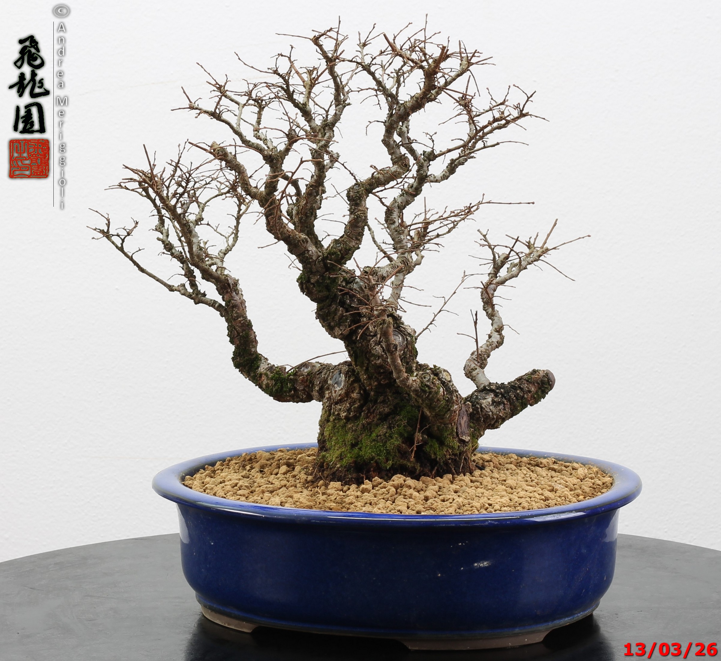 Ulmus parvifolia Nirekeyaki - immagine 8