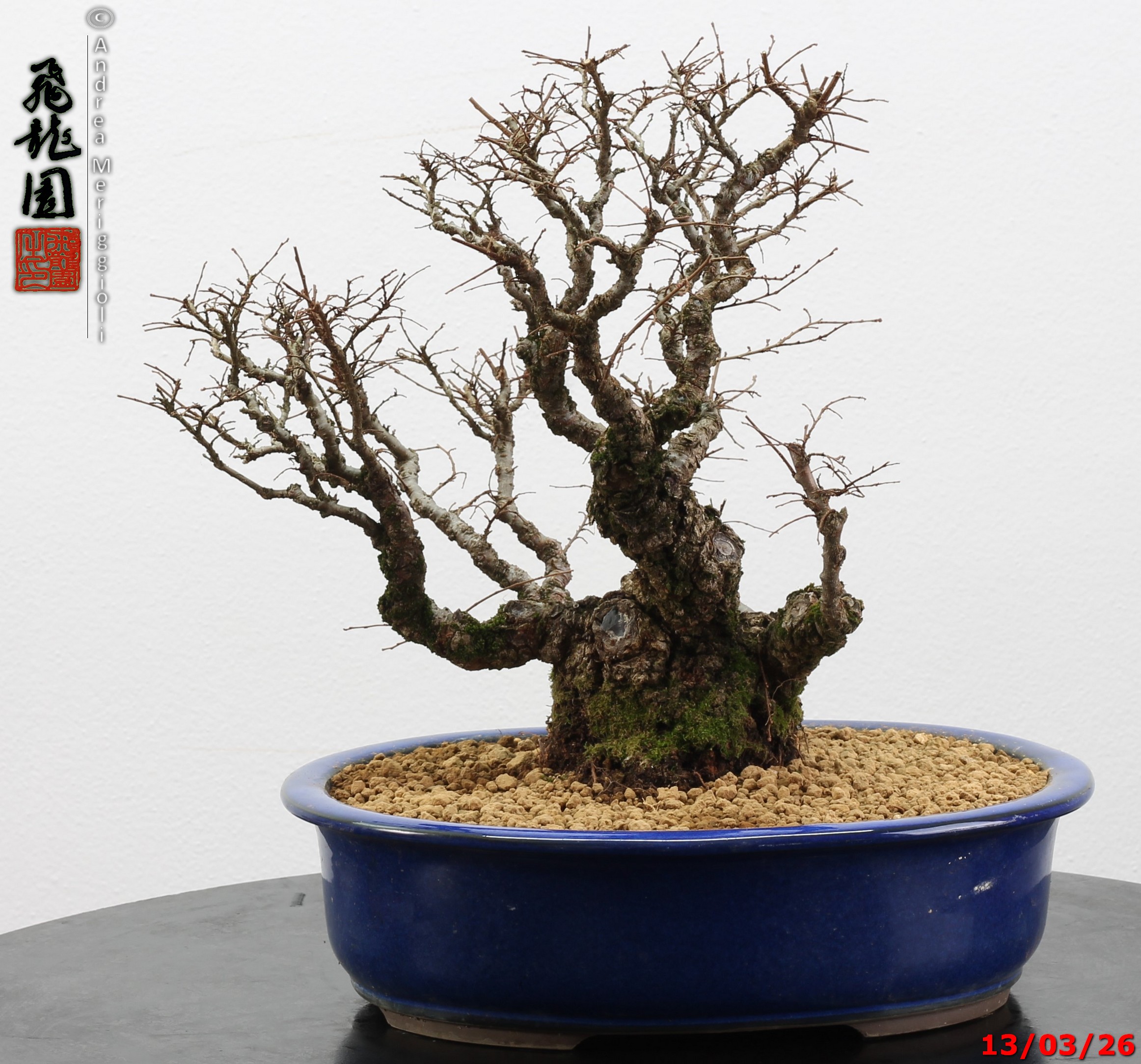 Ulmus parvifolia Nirekeyaki - immagine 7