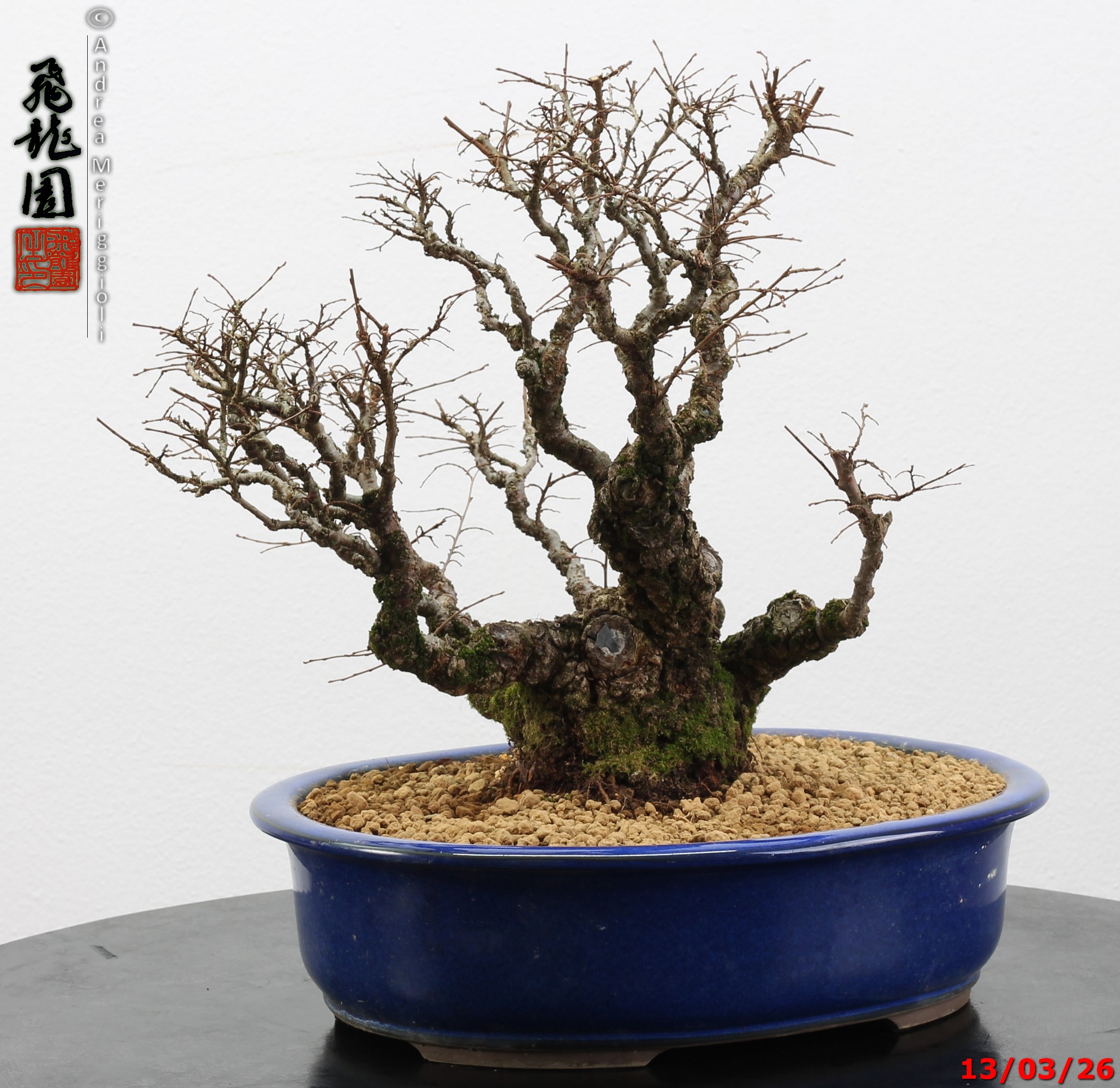 Ulmus parvifolia Nirekeyaki - immagine 6