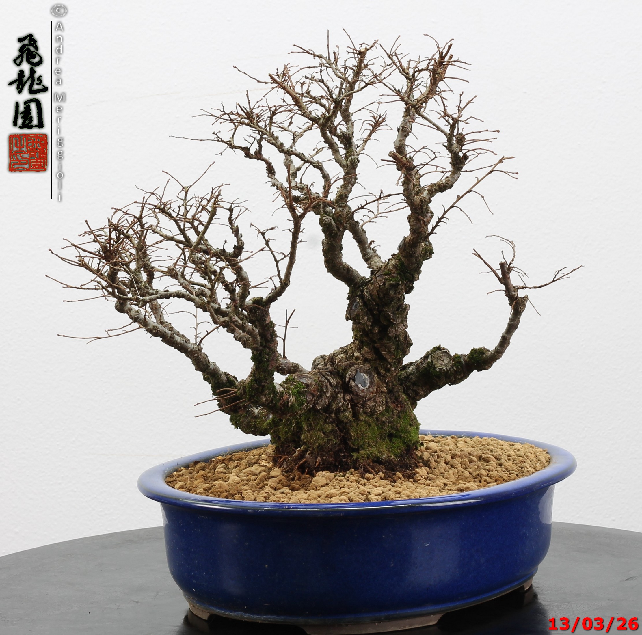 Ulmus parvifolia Nirekeyaki - immagine 5