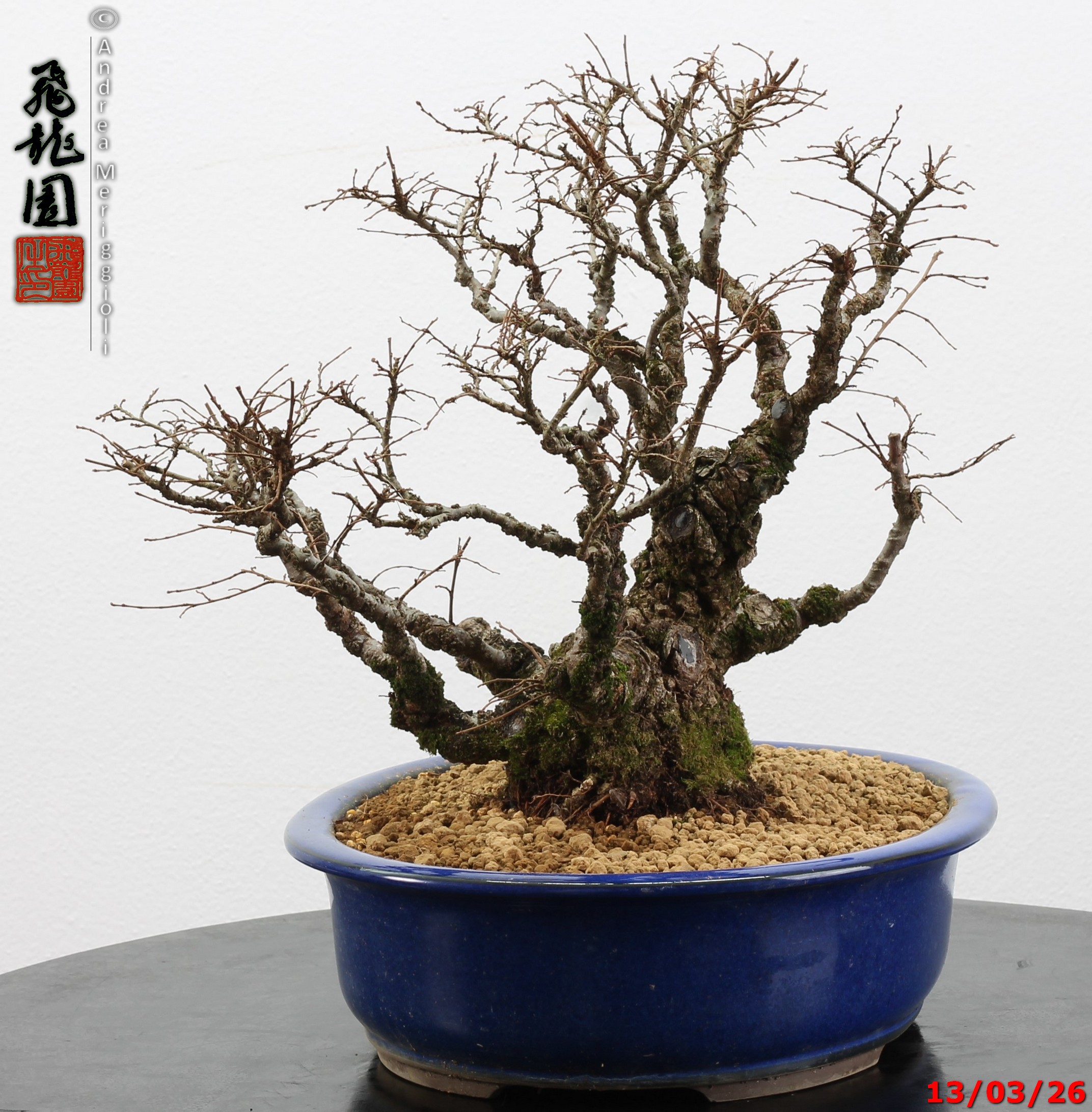 Ulmus parvifolia Nirekeyaki - immagine 4