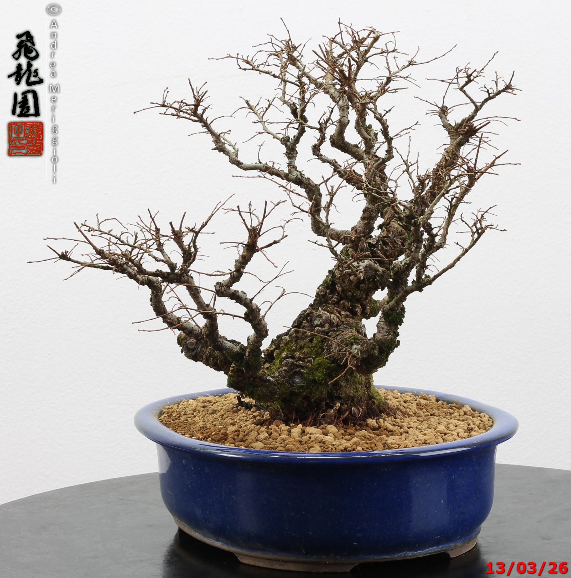 Ulmus parvifolia Nirekeyaki - immagine 3