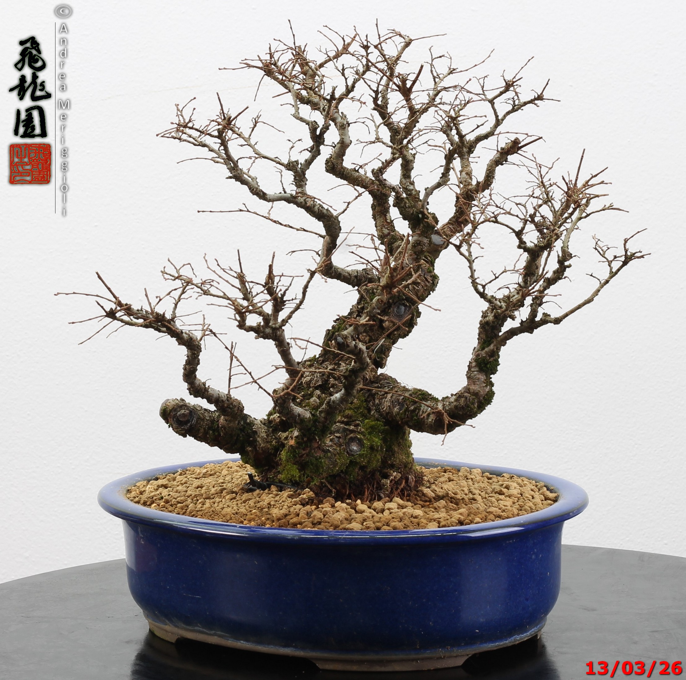 Ulmus parvifolia Nirekeyaki - immagine 2