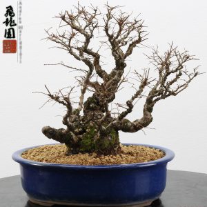 Ulmus parvifolia Nirekeyaki