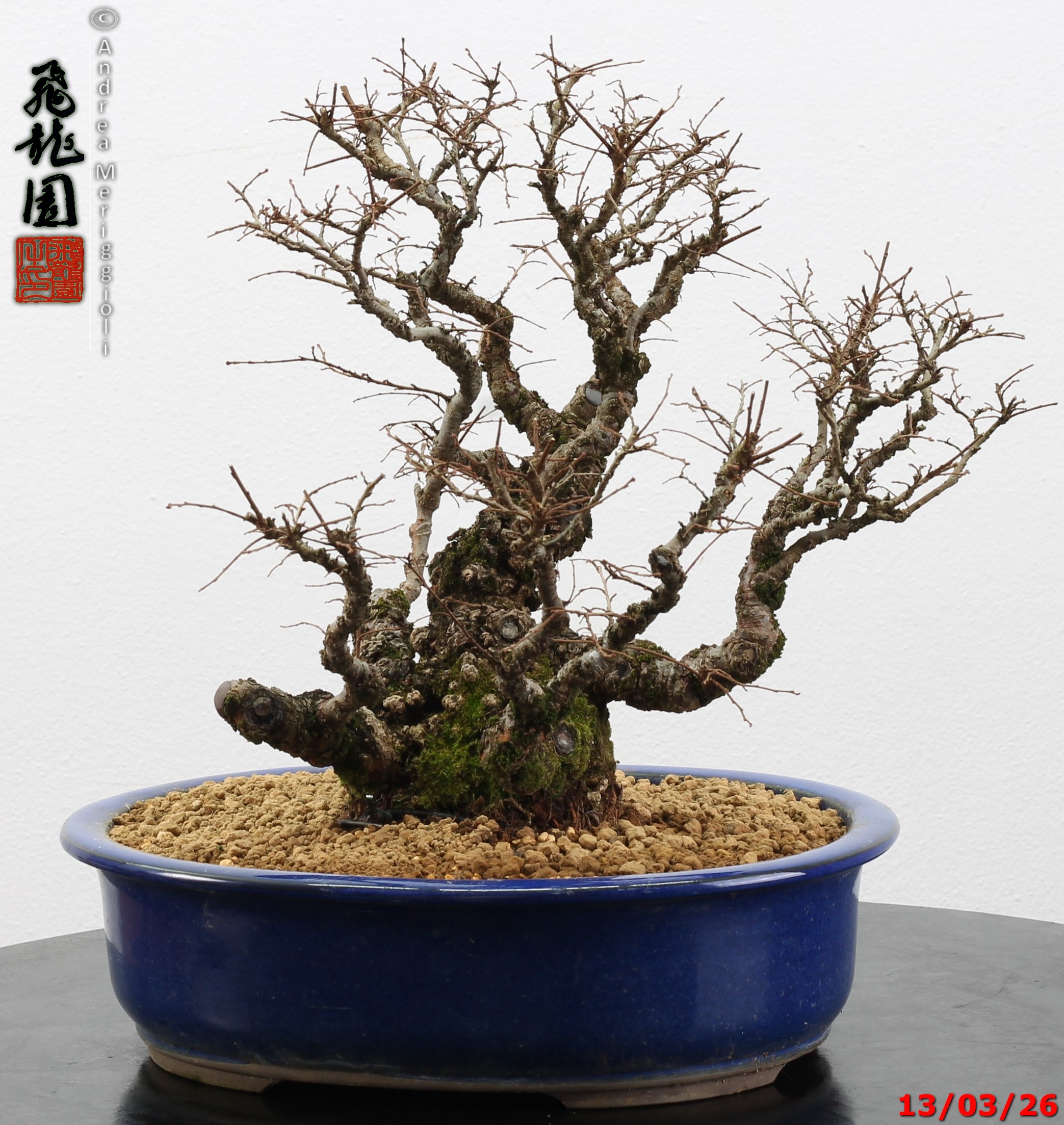 Ulmus parvifolia Nirekeyaki