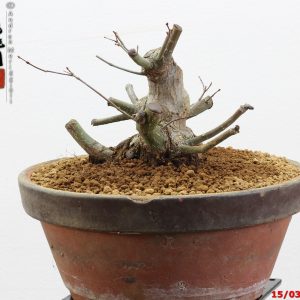 Acer palmatum shohin