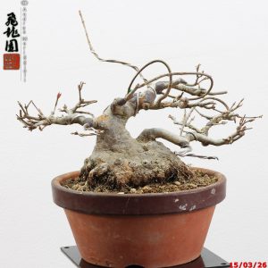 Acer buergerianum shohin