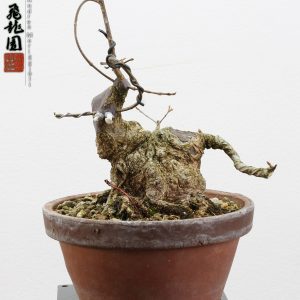 Acer buergerianum shohin