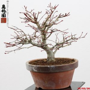 Acer palmatum shohin