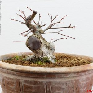 Acer palmatum shohin