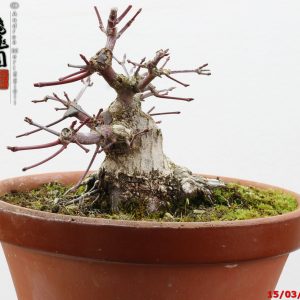 Acer palmatum shohin