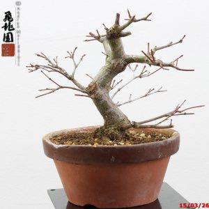 Acer palmatum shohin